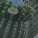 5 14 Saguaro flower and buds