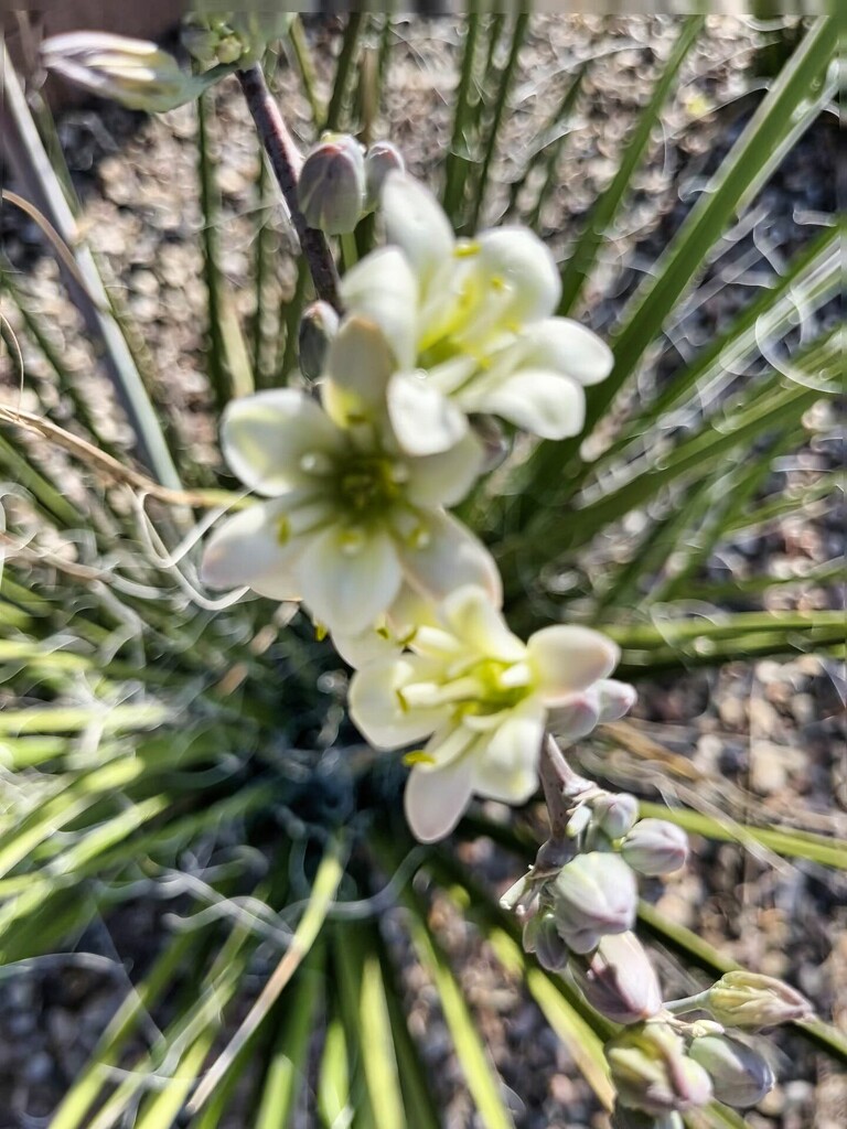 5 14 White Yucca by sandlily