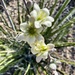 5 14 White Yucca by sandlily