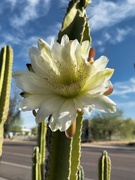 14th May 2024 - 5 14 Cactus bloom on Palasaides