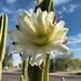 5 14 Cactus bloom on Palasaides