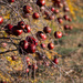 Autumn in the pomegranate rows by nannasgotitgoingon