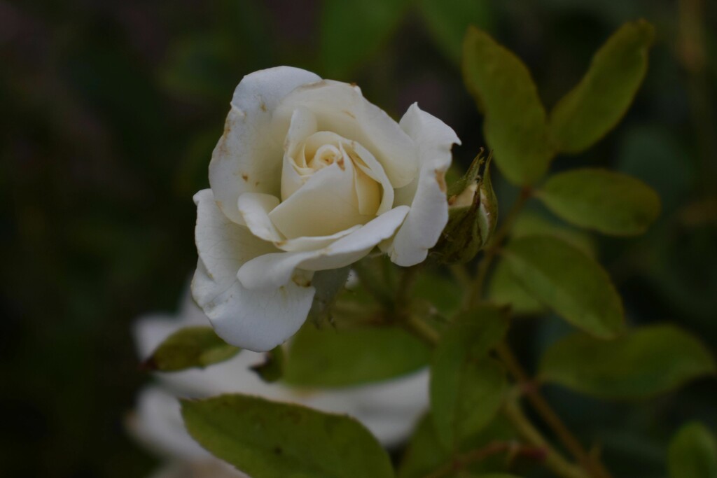 5 15  White Rose blooming by sandlily