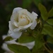 5 15  White Rose blooming