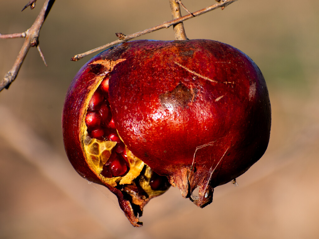 Pomegranates and Autumn mornings by nannasgotitgoingon