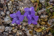 15th May 2024 - 5 15 Ruellia or Wild Petunia