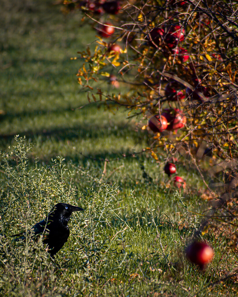 Crow in pomegranate rows by nannasgotitgoingon