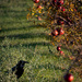 Crow in pomegranate rows