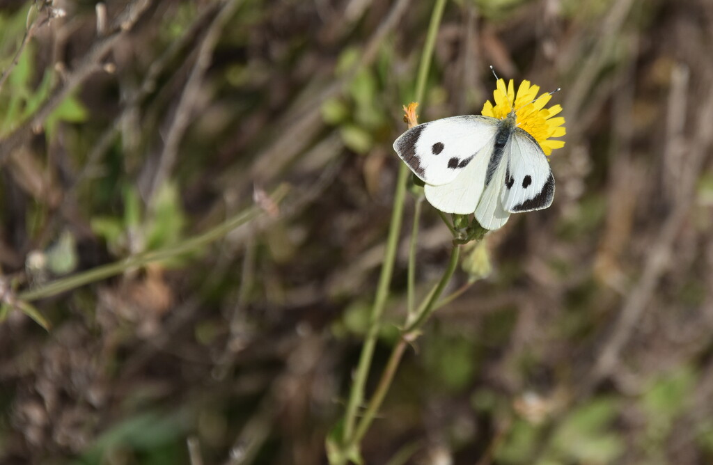 BUTTERFLY by sangwann