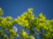 16th May 2024 - First quarter  Moon in oak leaves