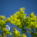 First quarter  Moon in oak leaves