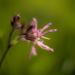 A ragged-robin