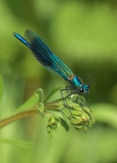 17th May 2024 - Banded Demoiselle