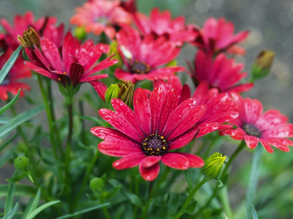 Red African daisies by monikozi