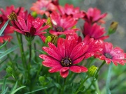 17th May 2024 - Red African daisies
