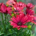Red African daisies