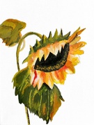 17th May 2024 - Sunflower (painting)