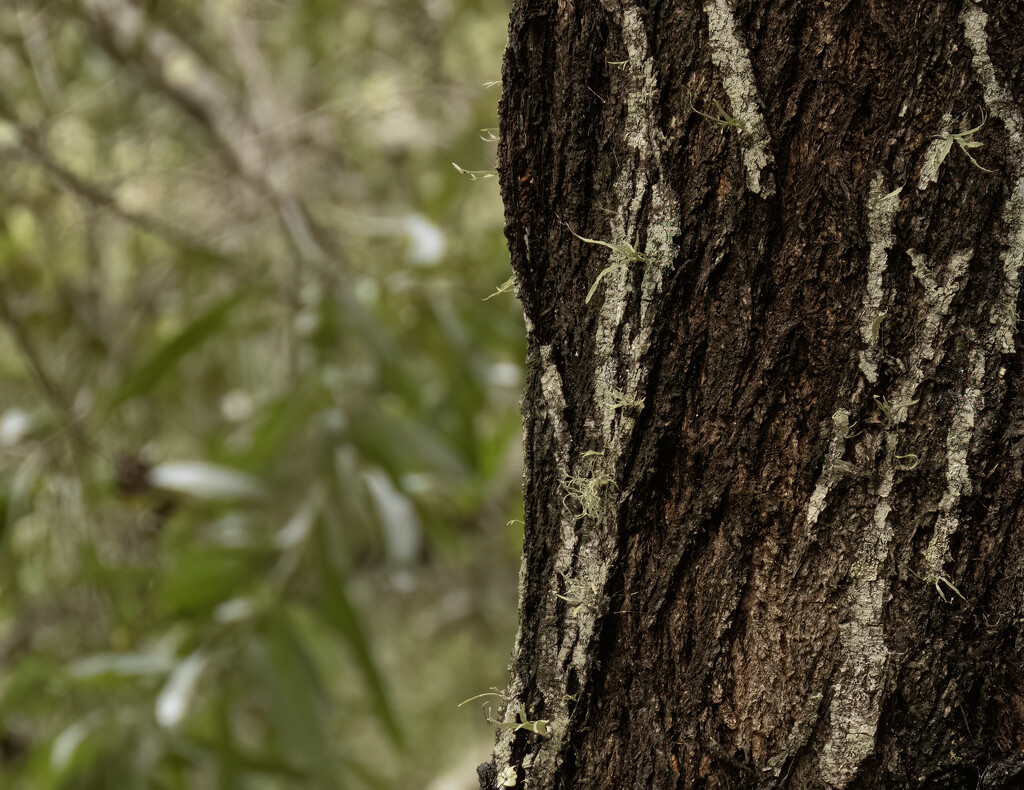 bark and lichen by koalagardens