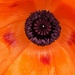 Poppy centre