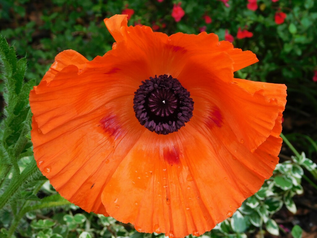 Whole poppy by 365anne