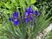 17th May 2024 - Siberian Iris