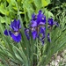 Siberian Iris by pej76