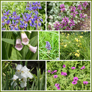 17th May 2024 - Wild Orchid and Herbaceous Border