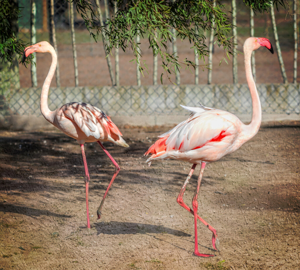 Happy Flamingo Friday everyone by ludwigsdiana