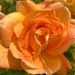 roses in bloom by cam365pix