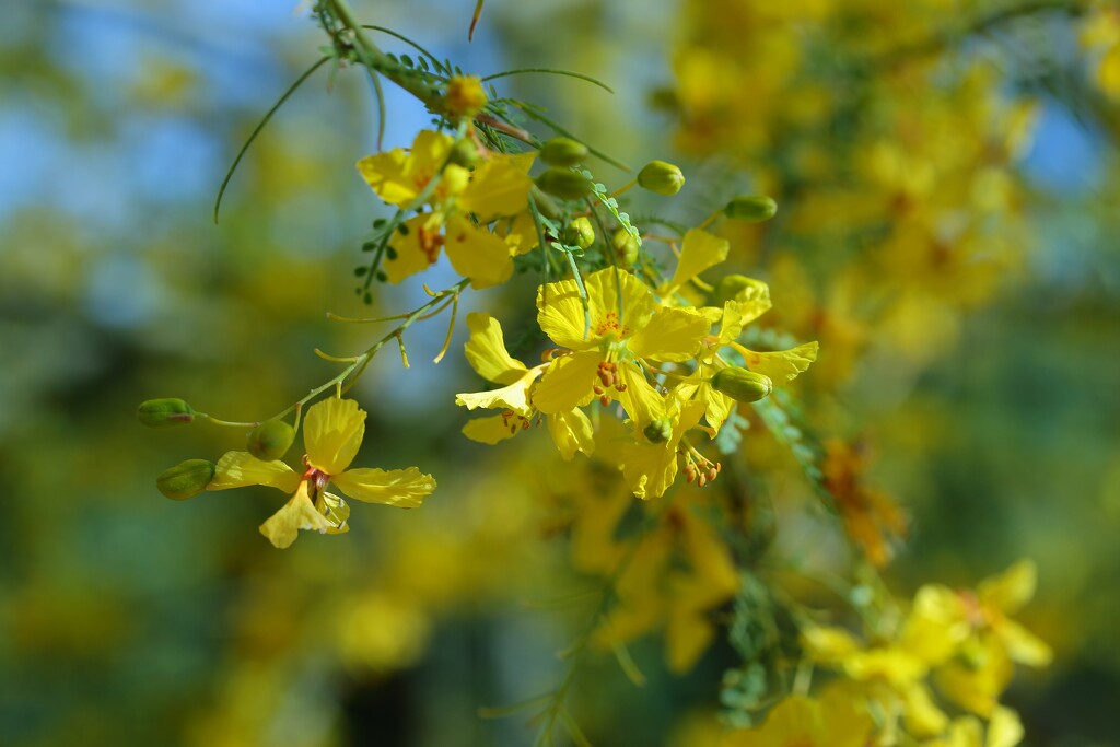 palo verde blossoms by blueberry1222