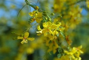 17th May 2024 - palo verde blossoms