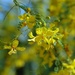 palo verde blossoms by blueberry1222
