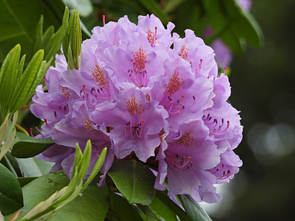 Rhododendron by seattlite