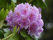 17th May 2024 - Rhododendron