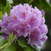 Rhododendron by seattlite
