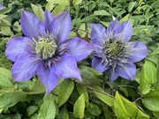 19th May 2024 - Clematis 