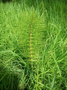 17th May 2024 - Horse tail plant