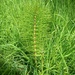 Horse tail plant