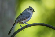 17th May 2024 - Tufted Titmouse