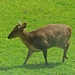 Young Reeves Muntjac