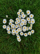 17th May 2024 - A clump of daisies in our lawn 