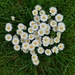 A clump of daisies in our lawn 
