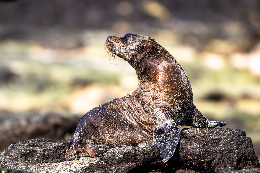 Galapagos Sea Lion by kathyladley