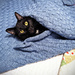 Jack ❤️s Cathee's Blanket
