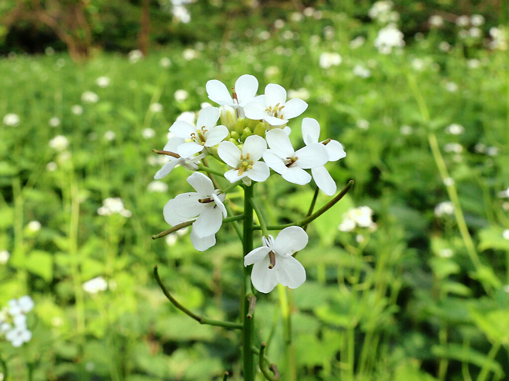 Woodland flower by neil_ge