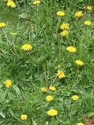 17th May 2024 - Oh! Look! Dandelions!