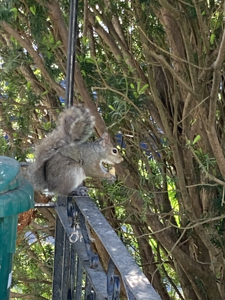 Cute Squirrel by spanishliz