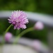 Chives by anziphoto