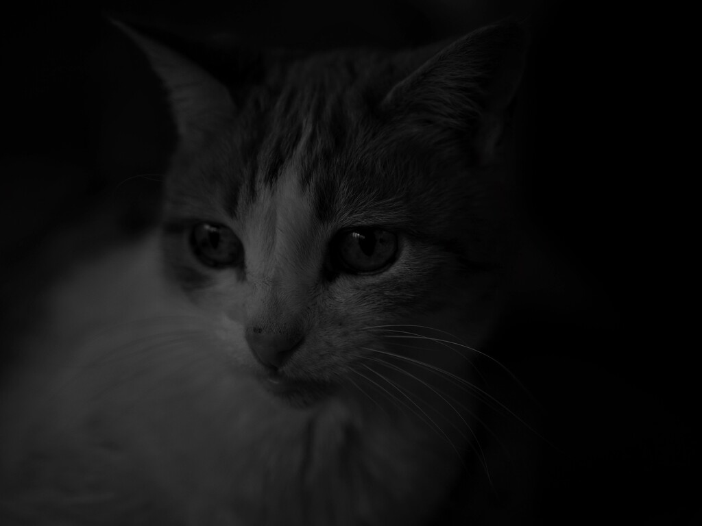 Cat by anziphoto
