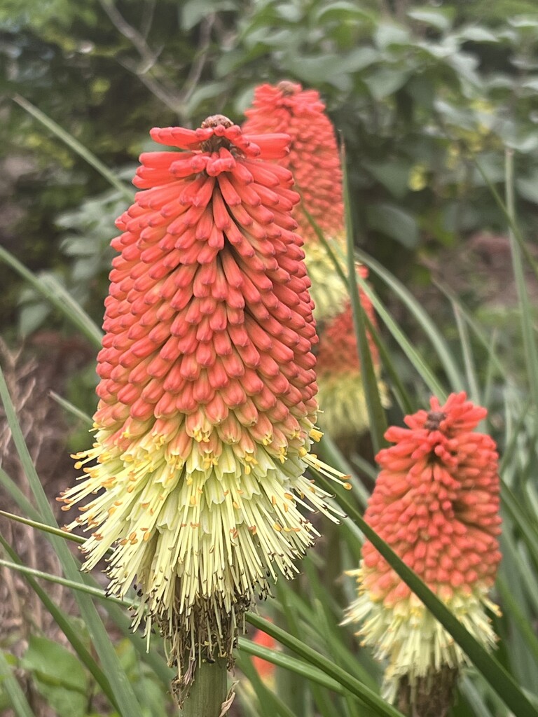 Red Hot Pokers by calm